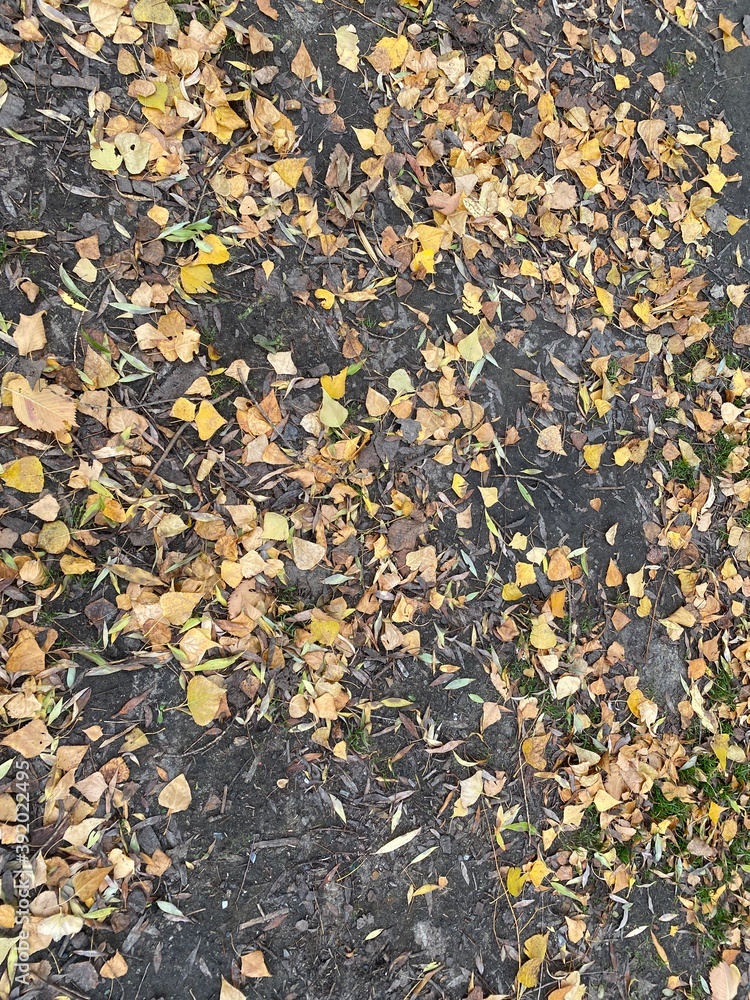 yellow leaves on the ground yellow leaves on the ground