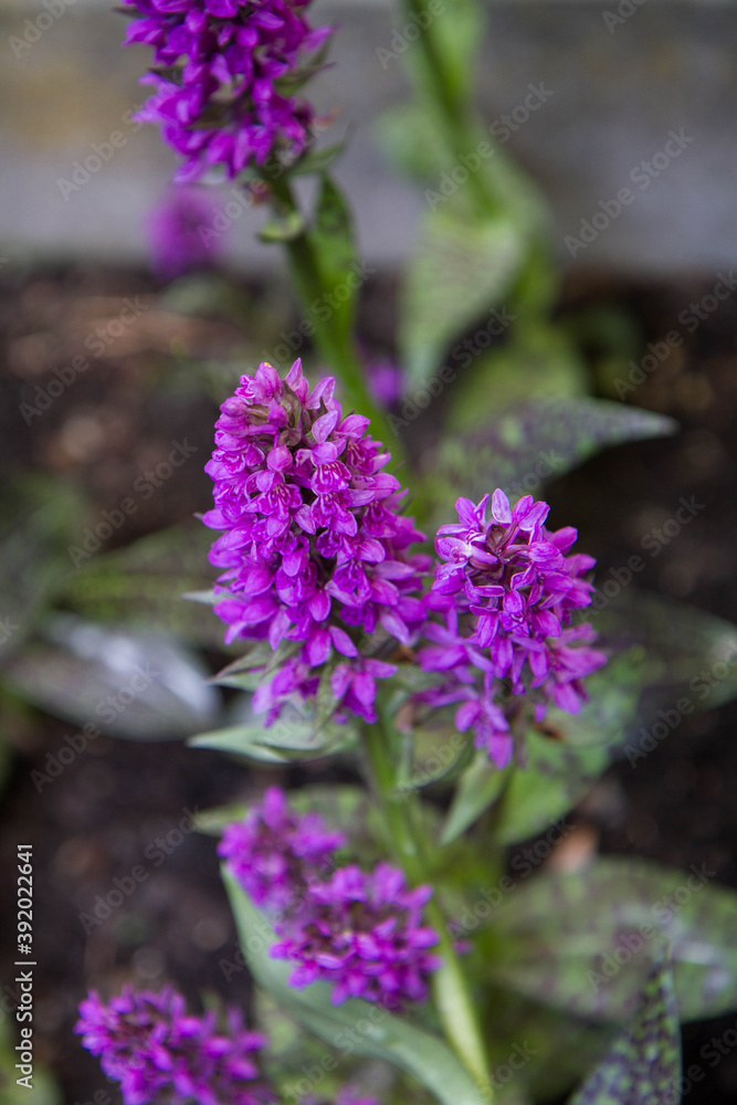 Obraz premium Broad-leaved marsh orchid (Dactylorhiza majalis) plant blooming 