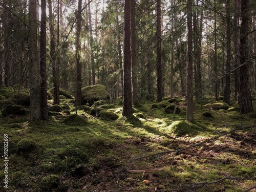 path in the forest