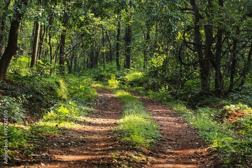 Road in the forest. State Of Goa. India