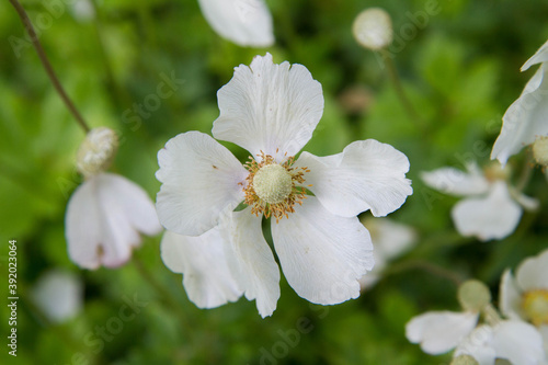 Snowdrop anemone (Anemonoides sylvestris) plant blooming with white flowers