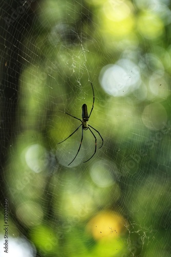 Big spider in the jungle. State Of Goa. India