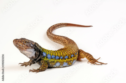 Gallot's lizard from Tenerife // Kanareneidechse (Gallotia galloti eisentrauti) von Teneriffa photo