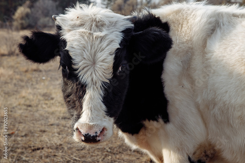 A black and white domestic cow looks into the frame with black eyes. The animal's coat is readable and groomed. High quality photo