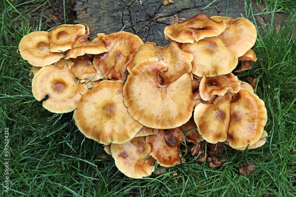 Mushrooms in the woods autumn time Mushrooms in the woods autumn time