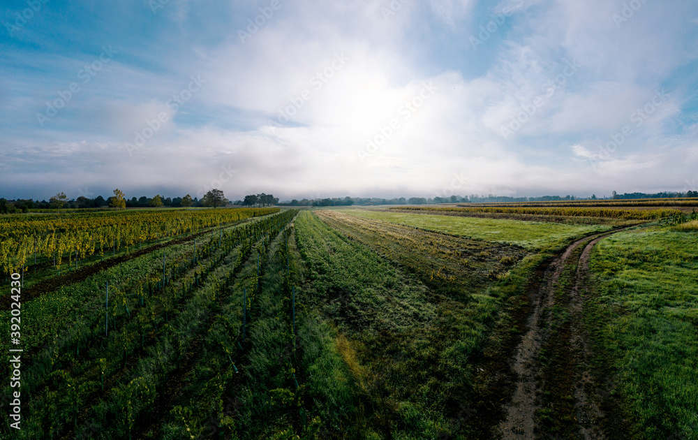 A drone panoramic view of the stunning expanse of the Vosges foothills. Autumn vineyards in the morning fog.