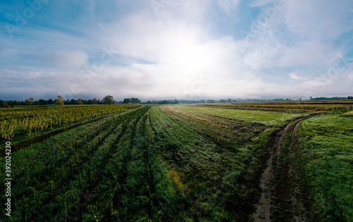 A drone panoramic view of the stunning expanse of the Vosges foothills. Autumn vineyards in the morning fog.