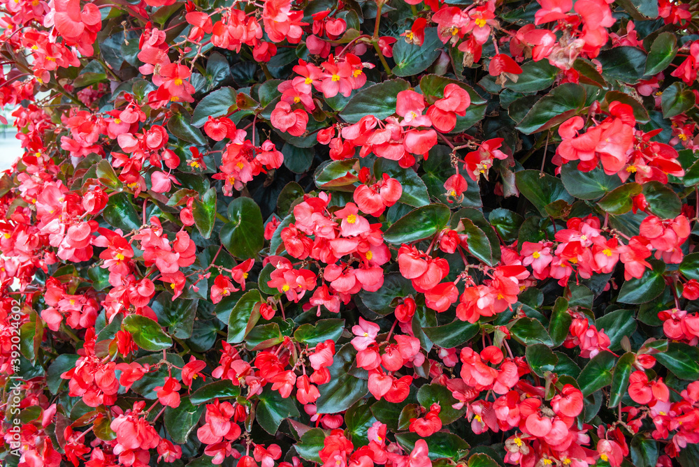 Red Wax Begonias flowers pattern