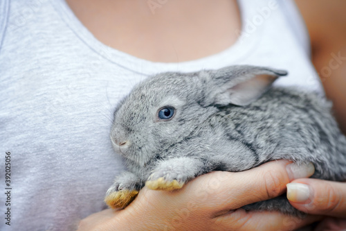 A small fluffy bunny sits on a woman's hands
