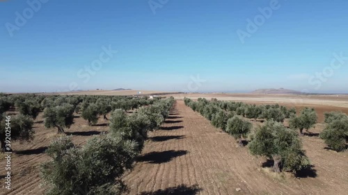 Wallpaper Mural Aerial view of olive cultivation, in fields of Toledo, on a sunny day Torontodigital.ca