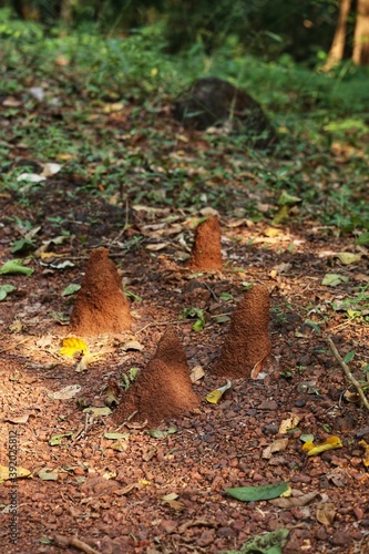 Termites in the jungle. State Of Goa. India © Mike Uteshev