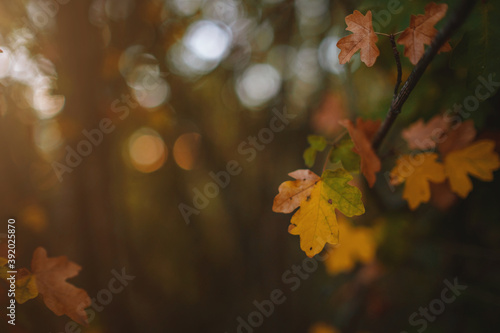Close up image of orange autumn leaves at soft light.