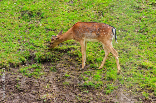 Fototapeta Naklejka Na Ścianę i Meble -  Young deer grazing on a green meadow