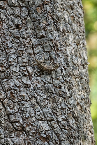 Lizard on a tree. State Of Goa. India