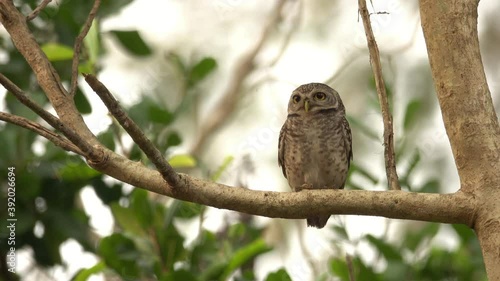 Beautiful spotted owl living in peaceful forest.
Cute owl with big eyes perching on branch turning head around looking at camera and flying out,4K video.
