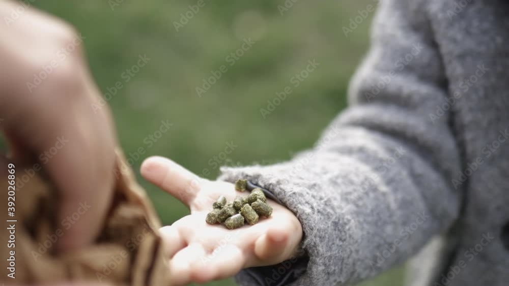 Little girl opening her hand to receive sheep food from her mother Little girl opening her hand to receive sheep food from her mother