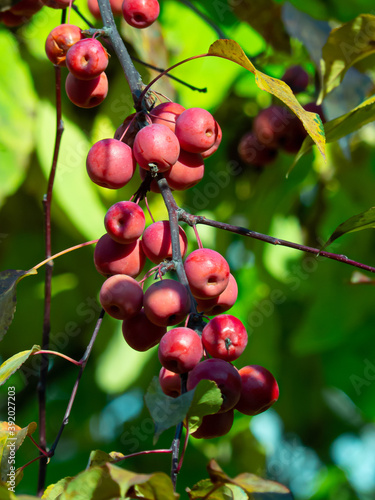 paradise apples on a branch