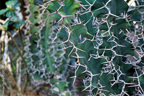 Cow's Horn Cactus (Euphorbia grandicornis), Rio de Janeiro, Brazil  photo