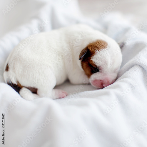 Newborn puppy sleeping