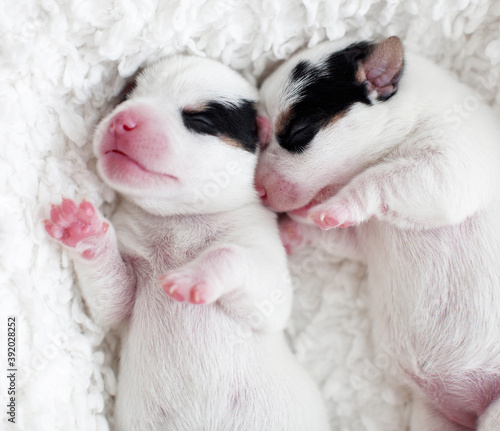 Newborn puppy sleeping