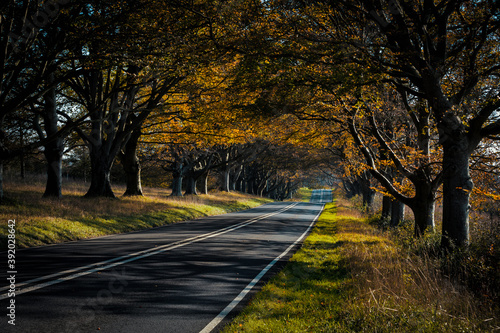 Beech Avenue