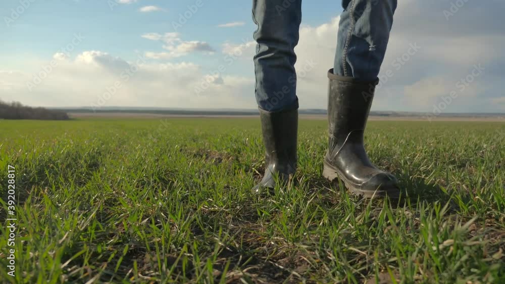 man farmer a red neck feet in rubber boots in cap is walking on a green field bottom view. spring lifestyle harvest agriculture concept. male working feet walks on winter wheat green inspects the crop man farmer a red neck feet in rubber boots in cap is walking on a green field bottom view. spring lifestyle harvest agriculture concept. male working feet walks on winter wheat green inspects the crop