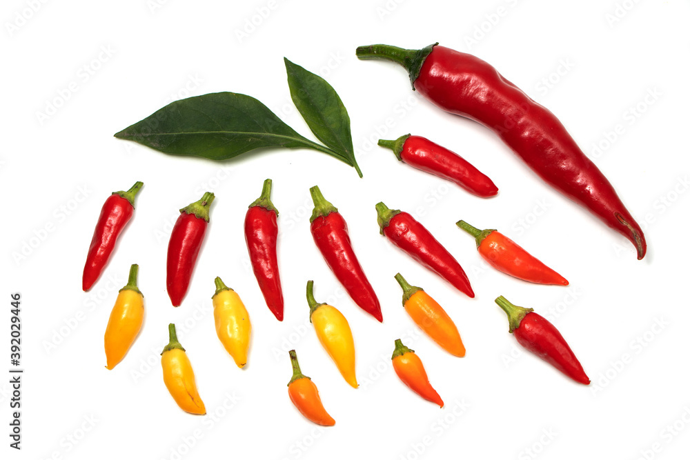 a colorful mix of the freshest and hottest chili peppers a colorful mix of the freshest and hottest chili peppers
