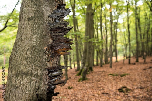 Baumpilze im herbstlichen Westerwald auf Usedom