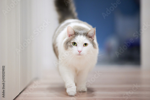 家のフローリングの上を歩いている白猫