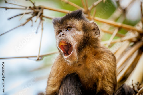 Photography Closeup of tufted capuchin monkey (Sapajus apella), AKA macaco-prego into the wild in Brazil