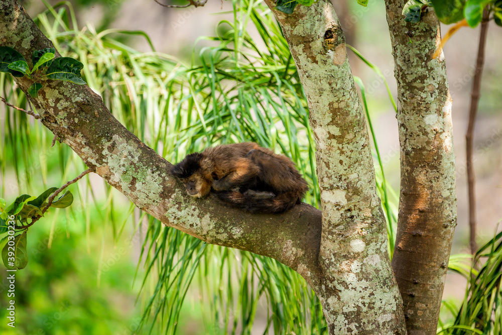 Tufted capuchin monkey (Sapajus apella), AKA macaco-prego into the wild in Brazil. Tufted capuchin monkey (Sapajus apella), AKA macaco-prego into the wild in Brazil.