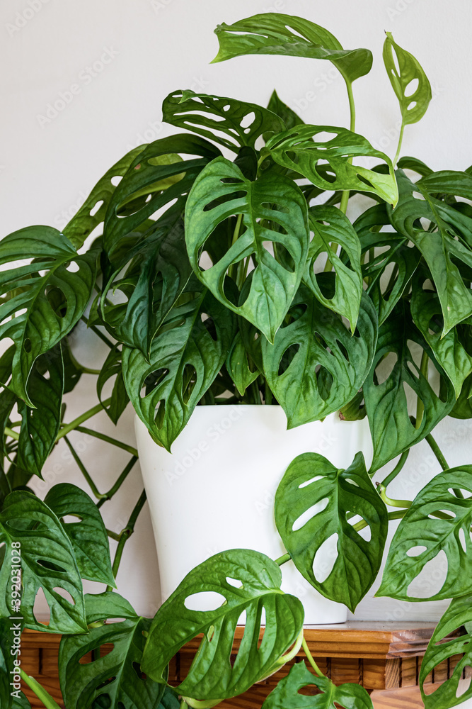 Lush monstera adansonii (monstera monkey mask) plant a shelf indoors. Swiss cheese plant with fenestrations in leaves on a white background. Stock Photo | Adobe Stock