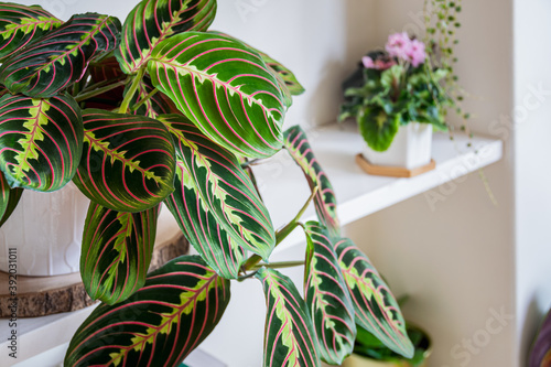Prayer plant (maranta leuconeura var erythroneura fascinator tricolor) on a shelf in an urban apartment with other plants in the background.