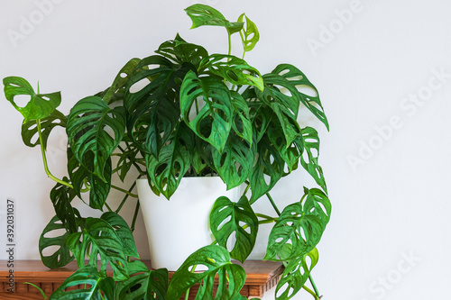 Monstera adansonii (monstera monkey mask) plant on a shelf. Swiss cheese plant with fenestrations in leaves on a white background.  photo