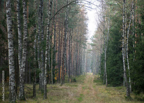 Narrow forest road in a birch forest near Nidzica, Poland. Direction - depths of the wilderness.