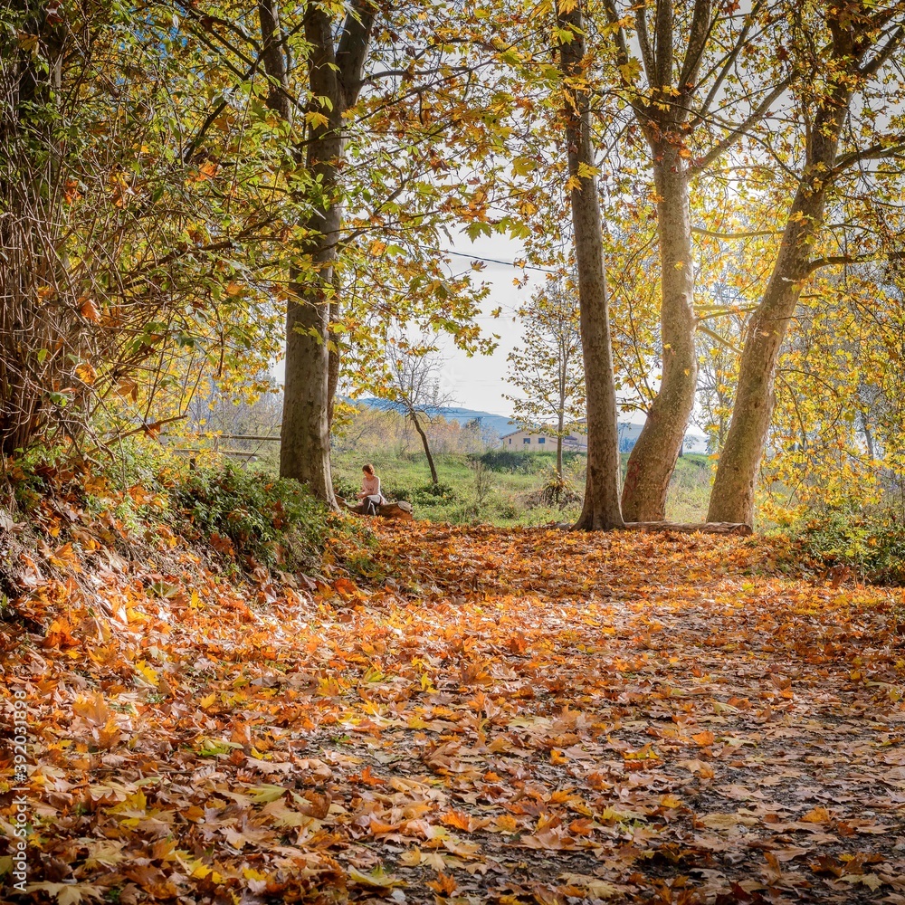 Paisaje  romántico de un bosque en otoño con hojas caídas