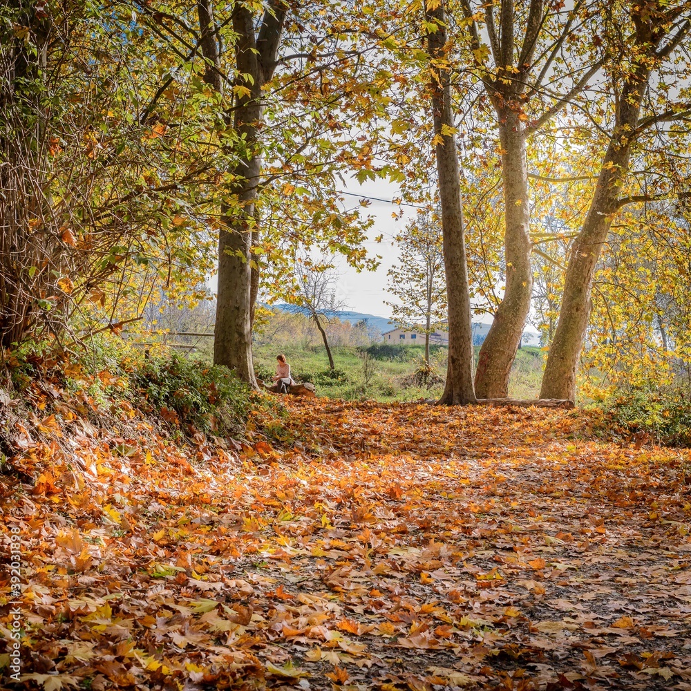 Paisaje romántico de un bosque en otoño con hojas caídas Paisaje romántico de un bosque en otoño con hojas caídas