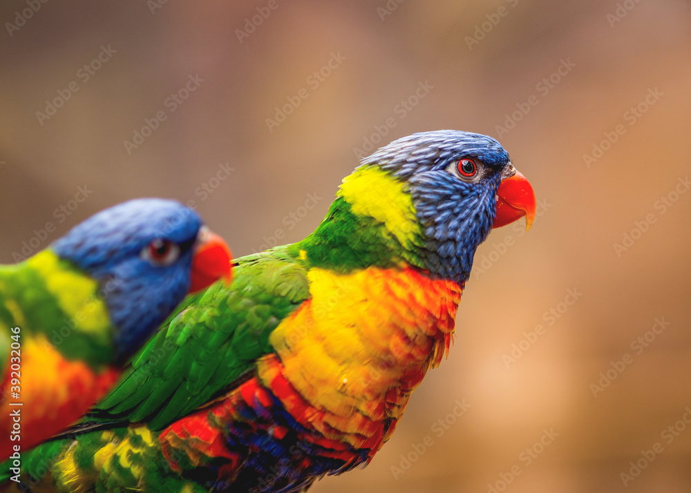 Foto Lorikeet