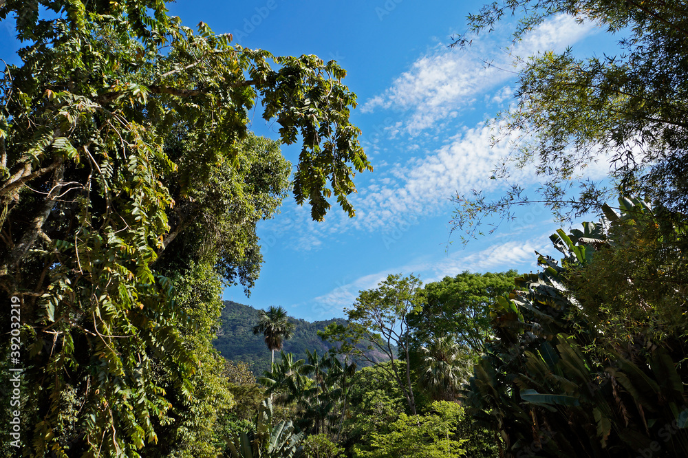 Trees on tropical rainforest, Rio, Brazil 