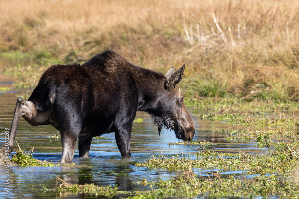 Cow Shiras Moose in Wyoming in Autumn Cow Shiras Moose in Wyoming in Autumn