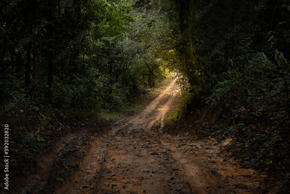 Obraz premium path in the forest