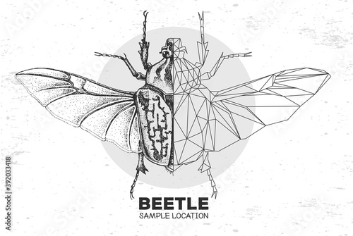 Realistic hand drawing and polygonal Goliath beetle. Artistic Bug. Entomological vector illustration