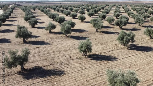 Wallpaper Mural Drone flight descending over olive groves, in Toledo, Spain Torontodigital.ca