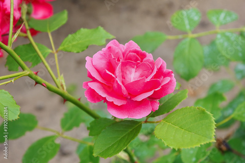 One pink rose closeup on a bush branch On the flower bed