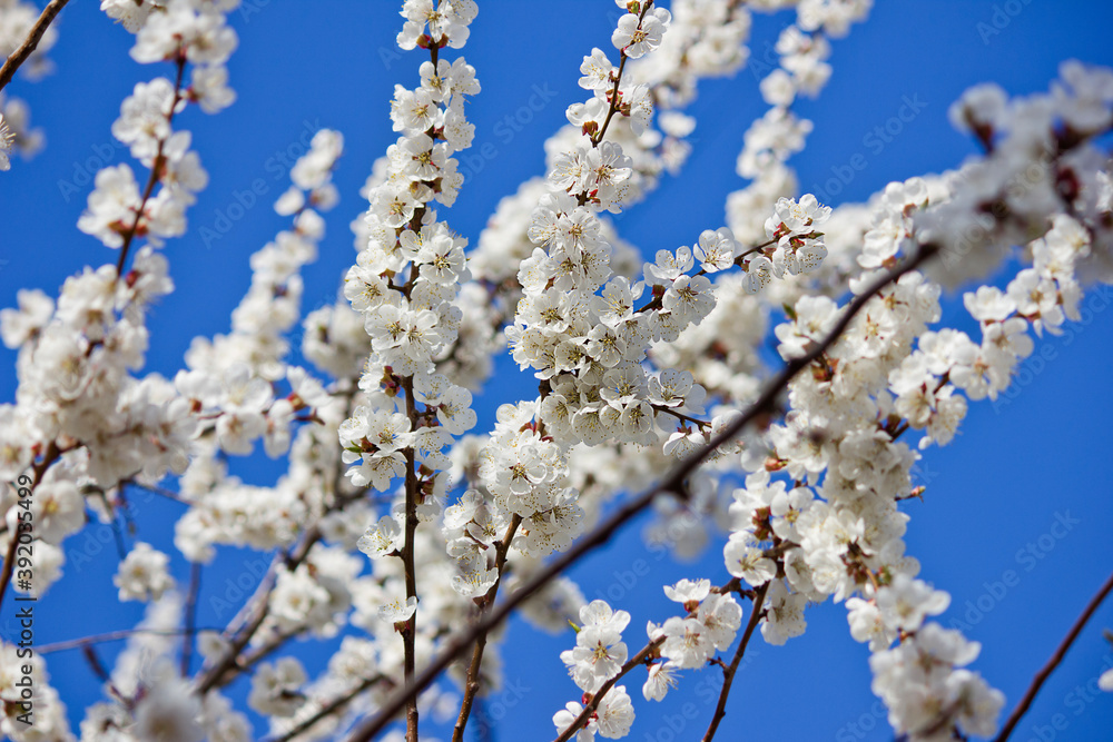 flowering apricot tree in spring against the blue sky