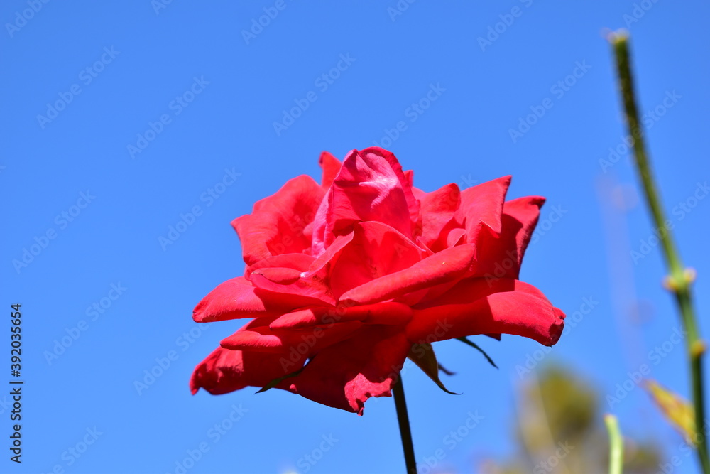 Best 沈床花壇 Images Stock Photos Vectors Adobe Stock Best 沈床花壇 Images Stock Photos Vectors Adobe Stock