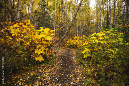 Forest trail surrounded by colorful trees