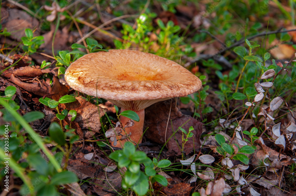 The mushroom is growing among brown leaves and green grass in the tundra forest The mushroom is growing among brown leaves and green grass in the tundra forest