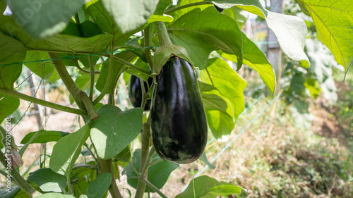 Cultivation of ripe eggplants or aubergines ready to be cultivated in Tuluá Valle del Cauca Colombia