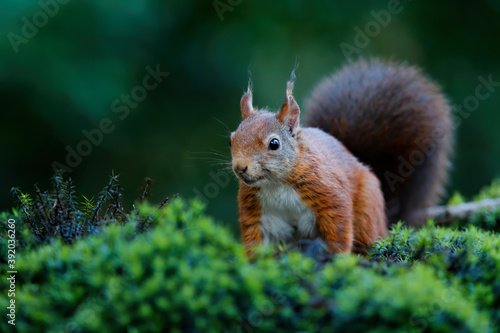 Eurasian red squirrel  Sciurus vulgaris  searching for food in the forest in the South of the Netherlands. 